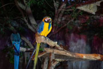 Two Macaw in Chiang Mai Night Safari, Thailand