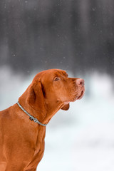 cute profile portrait of Hungarian vyzhla stay on snow in winter forest. look cool on camera