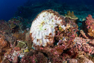 Naklejka na ściany i meble White, bleaching coral during a high sea temperature bleaching event on a tropical coral reef