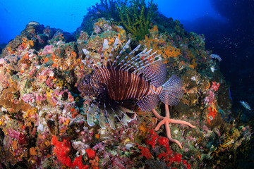 Naklejka na ściany i meble Colorful Lionfish patrolling a colorful tropical coral reef at sunset (Richelieu Rock, Thailand)