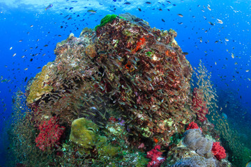 Schools of colorful tropical fish swimming around a healthy, thriving tropical coral reef