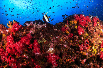 Thriving, healthy and colorful tropical coral reef in the Andaman Sea