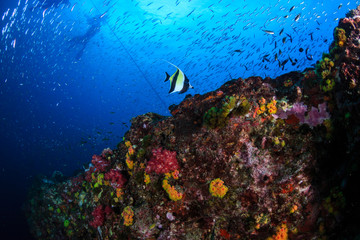 SCUBA divers swimmong on a colorful tropical coral reef