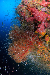 Fototapeta na wymiar Beautiful, colorful tropical coral reef and tropical fish (Richelieu Rock)