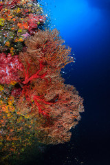 Fototapeta na wymiar Beautiful, colorful tropical coral reef and tropical fish (Richelieu Rock)