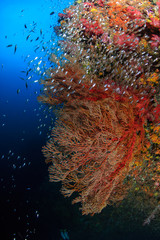 Beautiful, colorful tropical coral reef and tropical fish (Richelieu Rock)