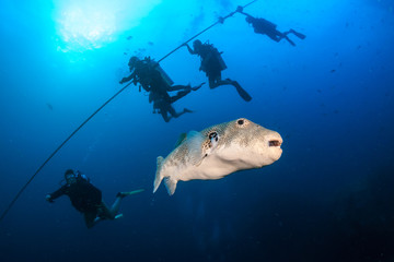 SCUBA divers descending in blue water next to a large Starry Pufferfish