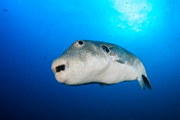A Giant Starry Pufferfish on a tropical coral reef and blue ocean