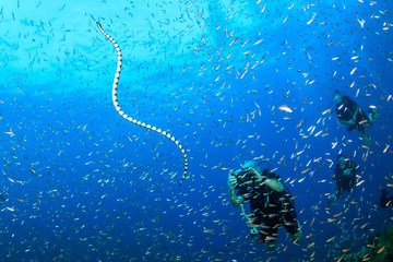 SCUBA diver photographing a Banded Seasnake as it surfaces to breathe on a tropical coral reef