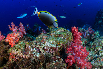 Tropical fish swimming over a healthy, colorful tropical coral reef in Thailand