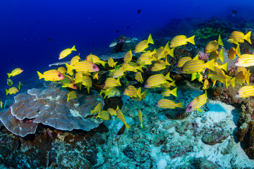 Tropical fish swimming over a healthy, colorful tropical coral reef in Thailand