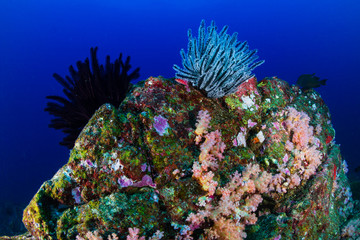 Colorful Crinoid (Feather stars) on a tropical coral reef