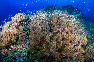 Fototapeta na wymiar Thriving, healthy and colorful tropical coral reef in the Andaman Sea