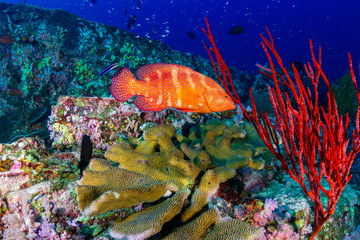 Colorful Grouper swimming over a healthy tropical coral reef