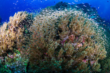 Naklejka na ściany i meble Schools of colorful tropical fish swimming around a healthy, thriving tropical coral reef