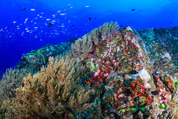 Fototapeta na wymiar Thriving, healthy and colorful tropical coral reef in the Andaman Sea