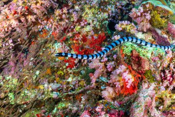 Obraz na płótnie Canvas Banded Krait (seasnake) on a tropical coral reef