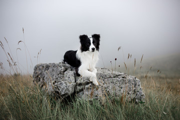 black and white dog border collie lay on rock in fog with flowers