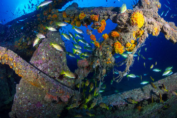 Obraz na płótnie Canvas Large schools of colorful tropical fish swimming around an old, underwater shipwreck in the tropics (Boonsung)