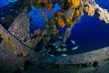Large schools of colorful tropical fish swimming around an old, underwater shipwreck in the tropics...