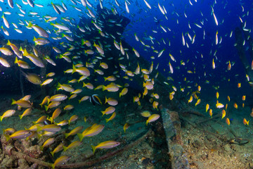 Fototapeta na wymiar Large schools of colorful tropical fish swimming around an old, underwater shipwreck in the tropics (Boonsung)
