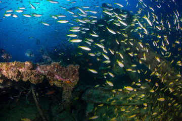 Large schools of colorful tropical fish swimming around an old, underwater shipwreck in the tropics (Boonsung)