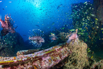 Beautiful Lionfish on an old shipwreck, surrounded by tropical fish at sunrise
