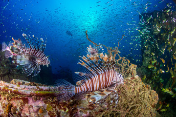 Fototapeta na wymiar Beautiful Lionfish on an old shipwreck, surrounded by tropical fish at sunrise