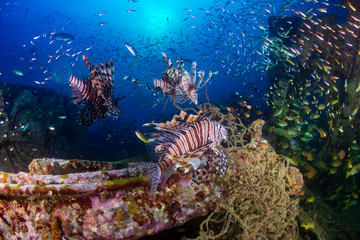 Naklejka na ściany i meble Beautiful Lionfish on an old shipwreck, surrounded by tropical fish at sunrise