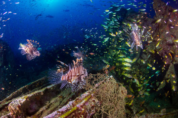 Fototapeta na wymiar Beautiful Lionfish on an old shipwreck, surrounded by tropical fish at sunrise