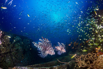 Naklejka na ściany i meble Beautiful Lionfish on an old shipwreck, surrounded by tropical fish at sunrise