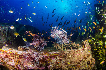 Beautiful Lionfish on an old shipwreck, surrounded by tropical fish at sunrise