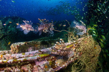 Beautiful Lionfish on an old shipwreck, surrounded by tropical fish at sunrise