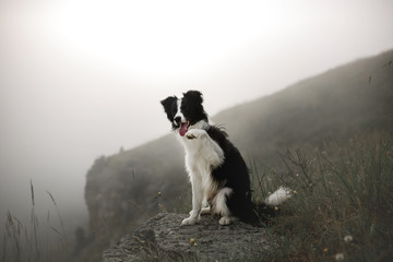 Obraz premium black and white dog border collie sit on rock in fog with flowers in mountain and give a paw