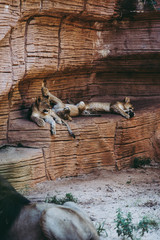 Three Playful Lion Cubs - Vertical Crop