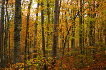 autumn in the Yedigoller park, Bolu