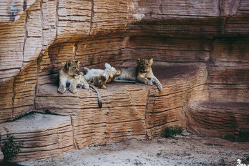 Three Lion Cubs Resting