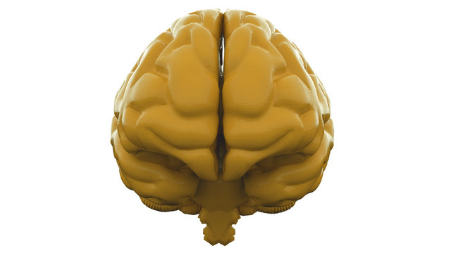 Premium Photo  Yellow human brain against yellow background anatomical  model on floor