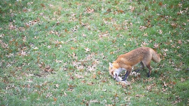 One wild eastern orange red fox in Virginia on grass in backyard hunting killing eating chewing dead squirrel head in slow motion