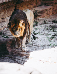 Naklejka premium Curious Adult Male Lion
