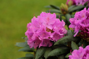 Close-up Rhododendron SP
