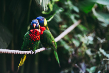 Pair of Curious Lorikeets
