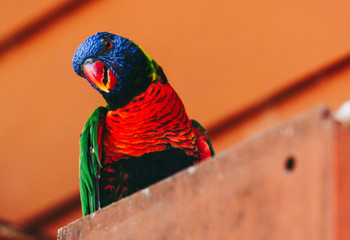 Curious Perched Lorikeet