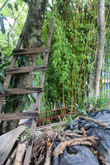 wooden ladder in forest
