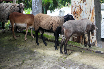Obraz premium herd of animals