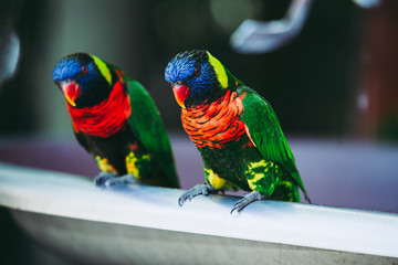 Colorful Lorikeet Perched