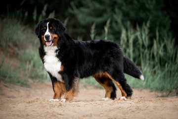 amazing portrait beautiful Bernese mountain dog stay in the park