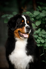 amazing portrait beautiful happy Bernese mountain dog in forest