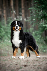 amazing portrait beautiful Bernese mountain dog stay in park