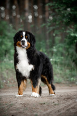 amazing portrait Bernese mountain dog stay in park